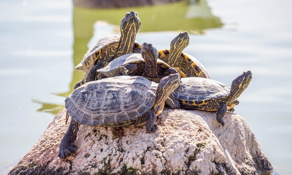 Cuidados básicos para tortugas ¿Tu tortuga es de agua o de tierra? - Blog  SuperPet