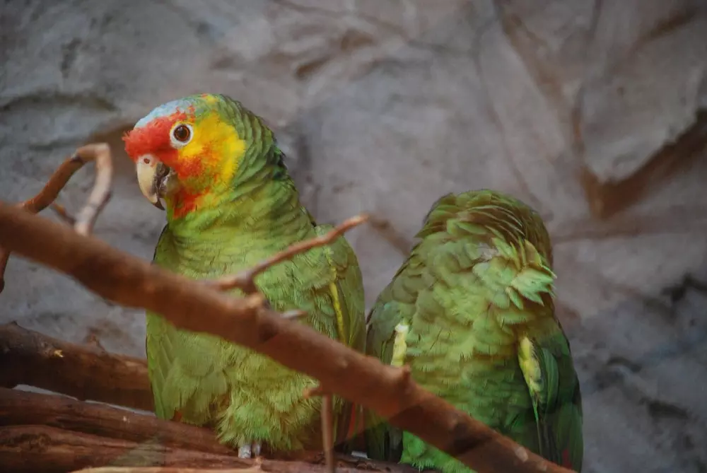 animais que podem ser mantidos em Espanha periquitos