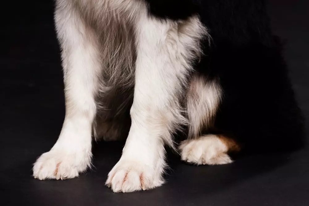¿Tu perro tiene pulgas? Las pastillas antiparasitarias son la solución