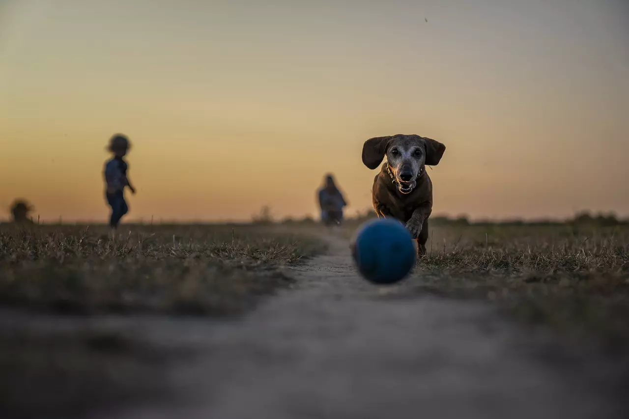 Conhece os benefícios do CBD e dos produtos de óleo de cânhamo para o bem-estar do seu animal de estimação?