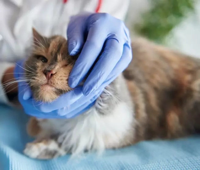 dar medicamento a un gato