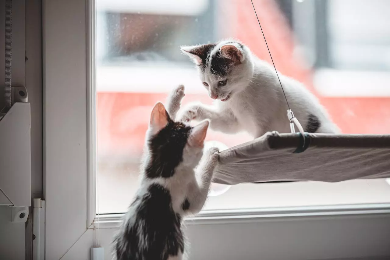 cómo saber si mis gatos están jugando o peleando