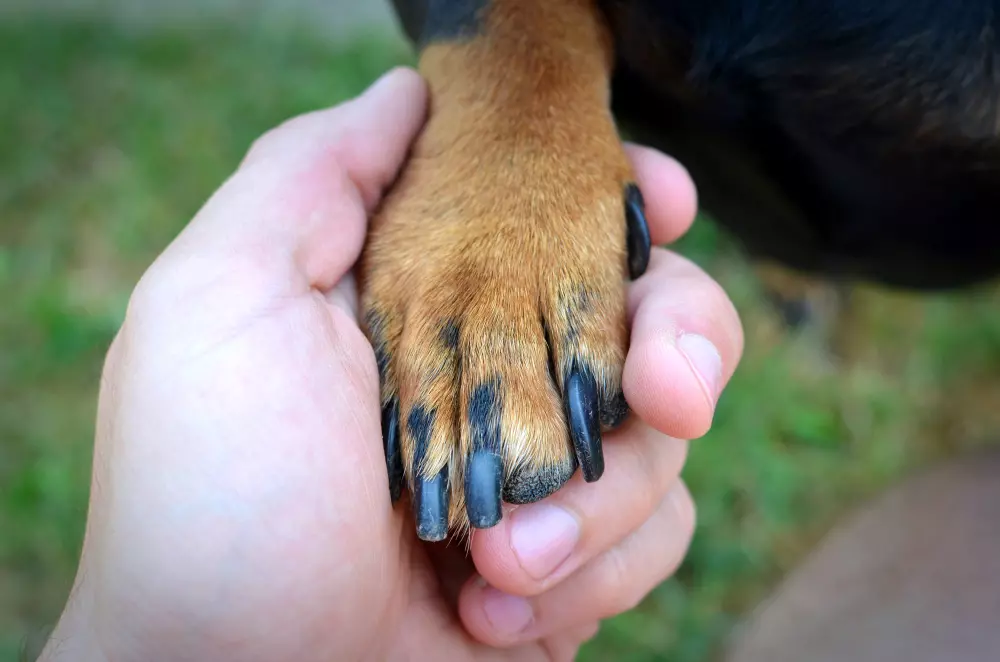 cortar as unhas do meu cão