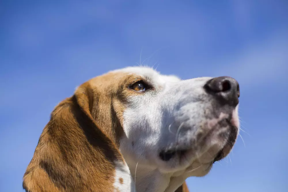 dicas para cuidar de um cão sénior