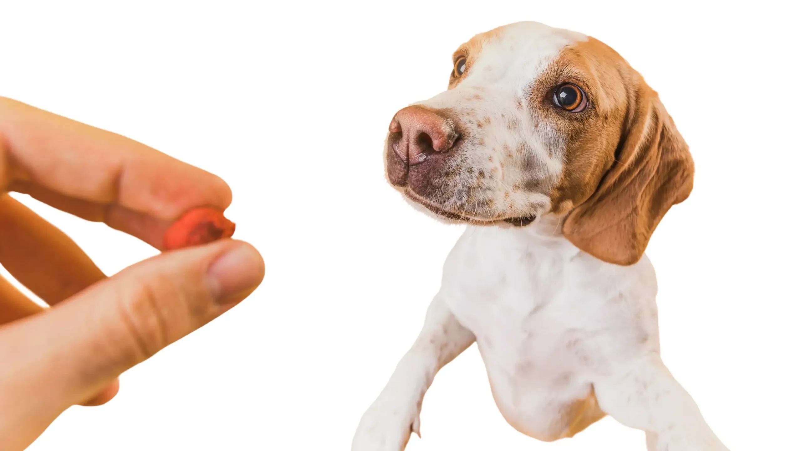 superpet consejos como darle medicamentos perro