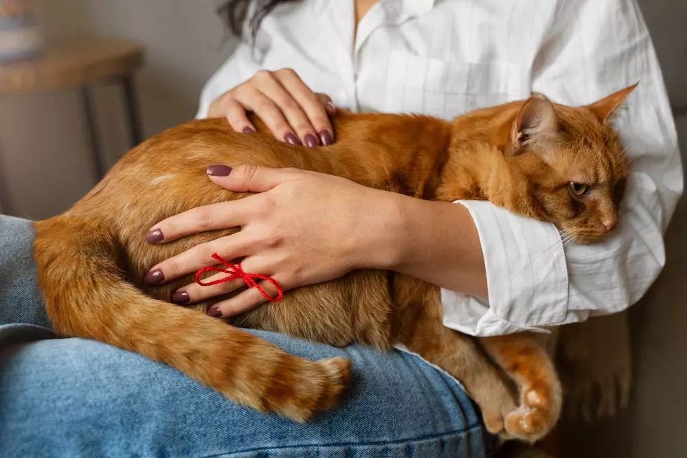 gato naranja esterilizado