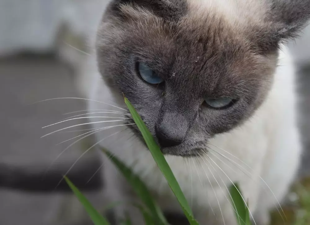 gato con hierba gatera