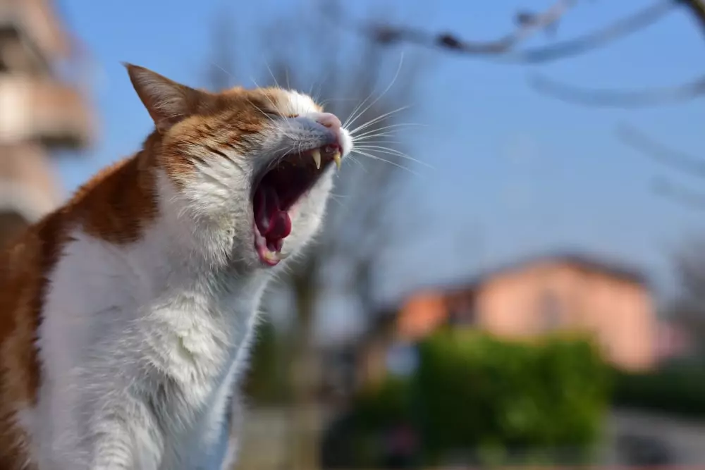 cómo funcionan los 5 sentidos de los gatos