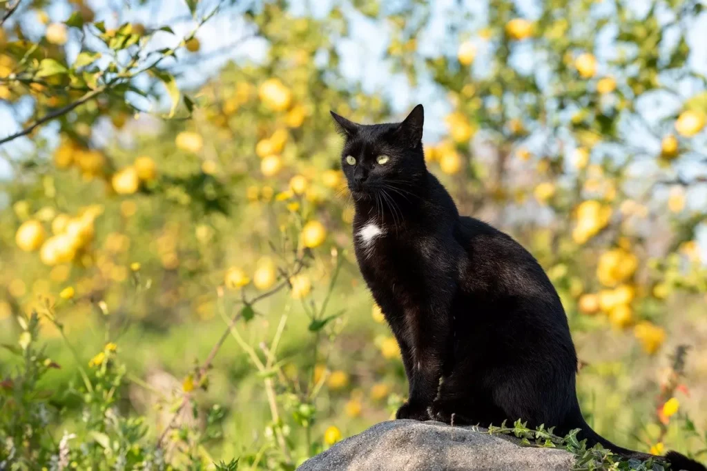 los 5 sentidos de los gatos