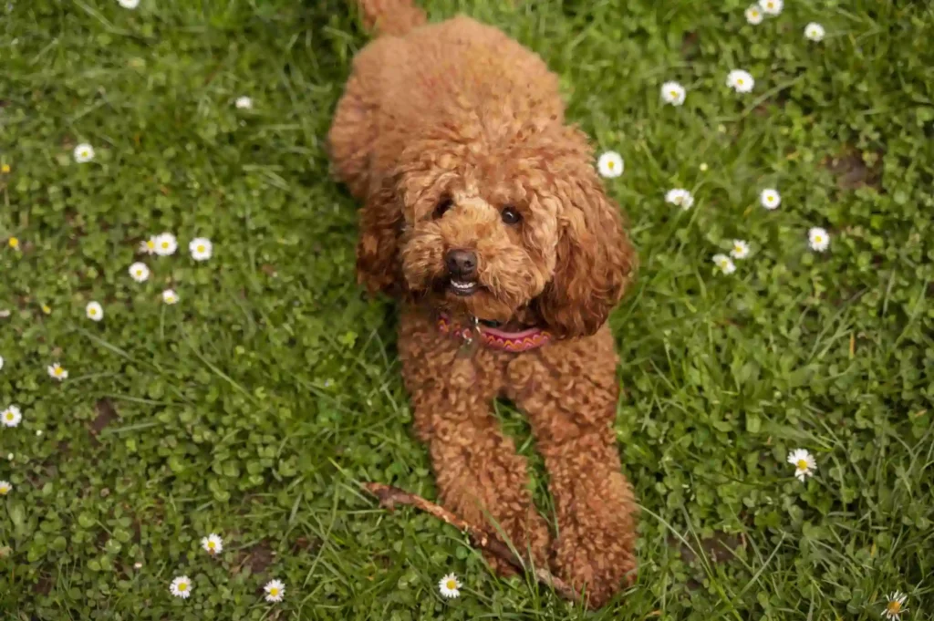 perro caniche en césped