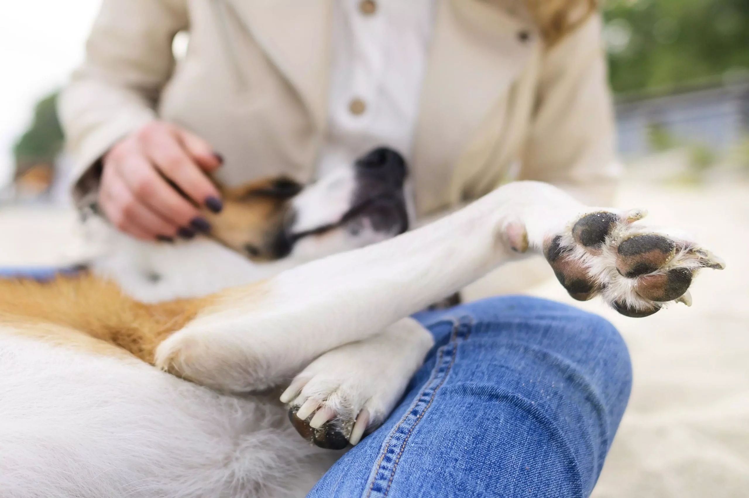 almohadillas perro y sus cuidados