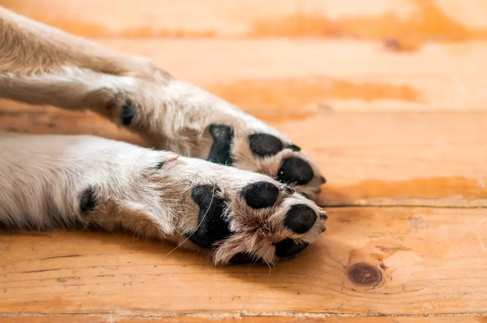 patas y almohadillas perro