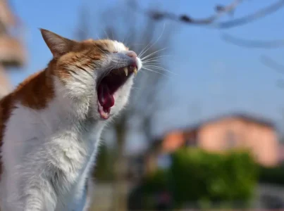 5 sentidos de los gatos