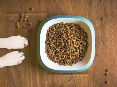 Qué hacer si tu perro tiene una alergia alimentaria