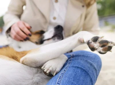 Como cuidar das almofadas do seu cão?