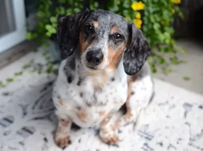 cuidar de um cão idoso