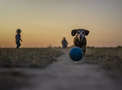 ¿Conoces los beneficios de los productos con CBD y aceite de cáñamo para el bienestar de tu mascota?