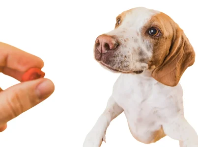 superpet consejos como darle medicamentos perro