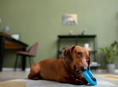 regressar de férias com o seu cão