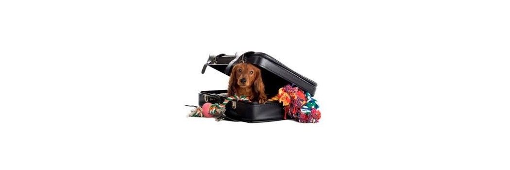 Accesorios de viaje para perros, mantas, correas y bebederos